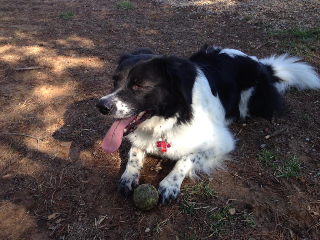 keeshond border collie mix