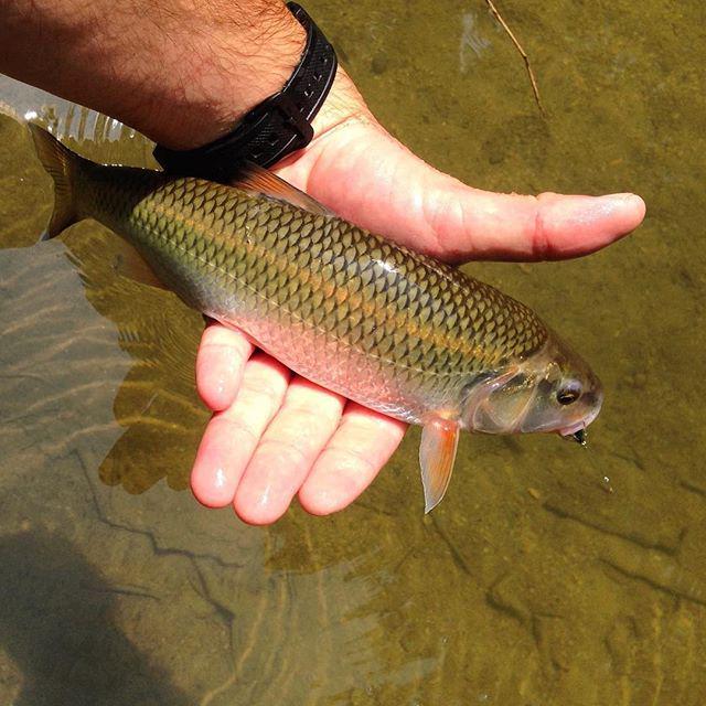 FallfishTenkara's tweet image. Catching #fallfish with a #tenkara rod is a lot of fun. Here's a big one from an unmanned … ift.tt/1LhIq4i
