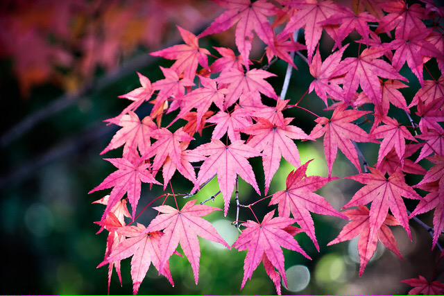 WhatPrettyThing's tweet image. Leaves #PrettyThings