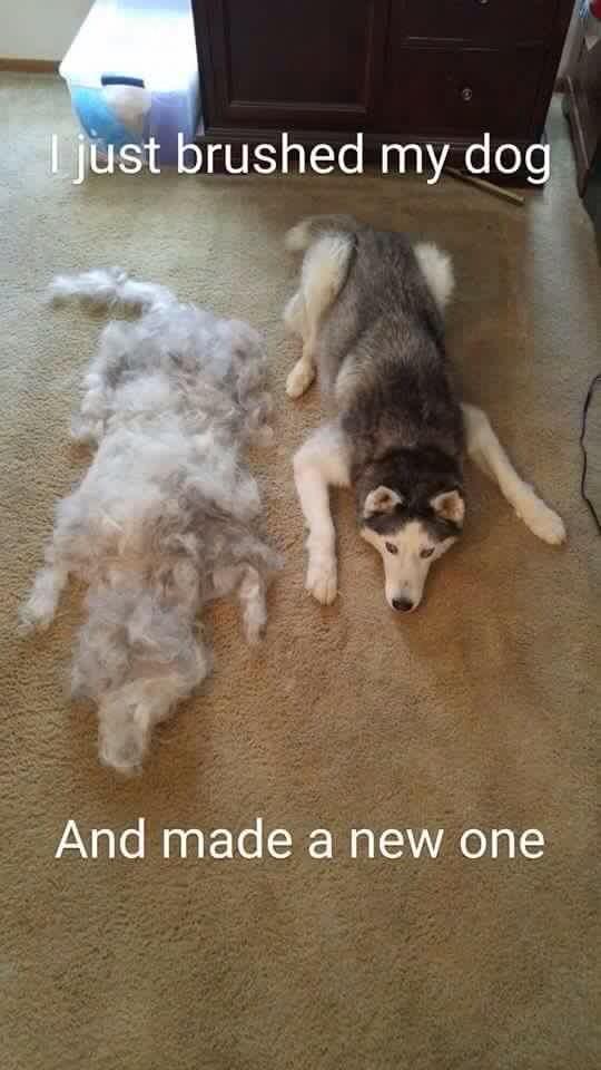 NickJagger8's tweet photo. @KLHoogs24 this is Pippin http://t.co/ueTYljdcBl