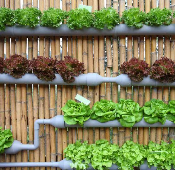 ConsultancyHK's tweet photo. Earn a GREAT IMMEDIATE income from Hydroponic farming, the future - get in on the ground floor http://t.co/kb0ywFx8iQ http://t.co/2xEsCGbEbB