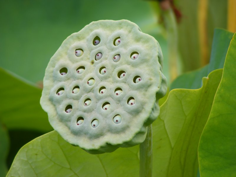 CCCCBio's tweet image. Suffer from trypophobia?  If so, I apologize for the picture below.  techinsider.io/the-science-of…