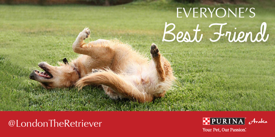 Everyone needs a best friend and your dog is always there to be that person! Happy Dog Day from #PurinaArabia