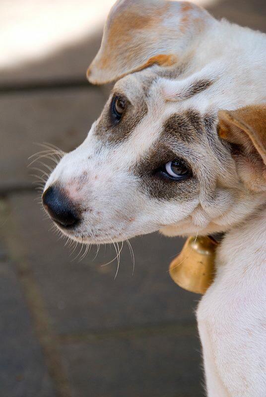 CACHORROS Y ANIMALES - Página 14 CMr0opwWUAADdaO