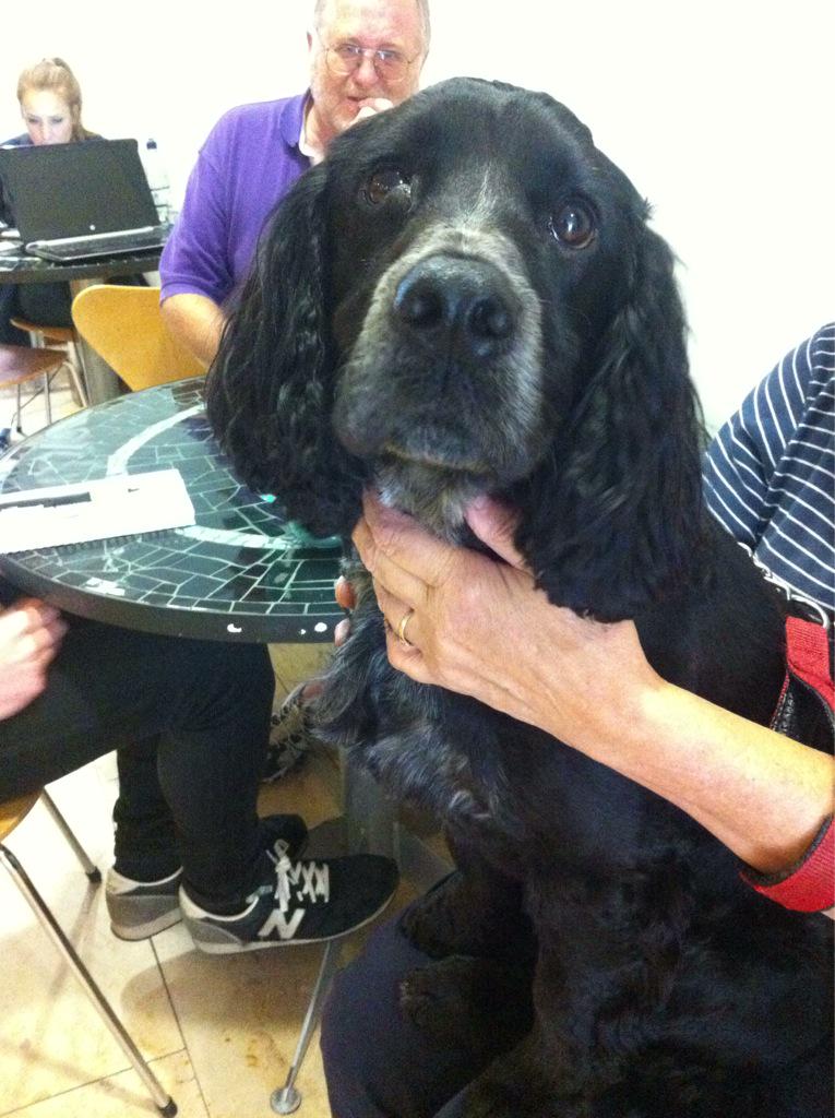 FoodCycleCafe's tweet photo. Say hi to Streff, the gorgeous and hardworking cohort to some of our fantastic pickup #volunteers! http://t.co/wWFIVfDViu