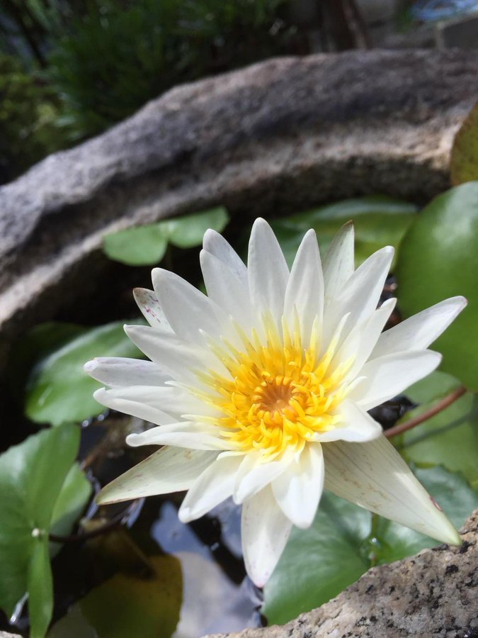 華屋 なんでもない日を華やかに 天下茶屋店 生花店 大阪市 Tel 06 6656 8717 なび大阪