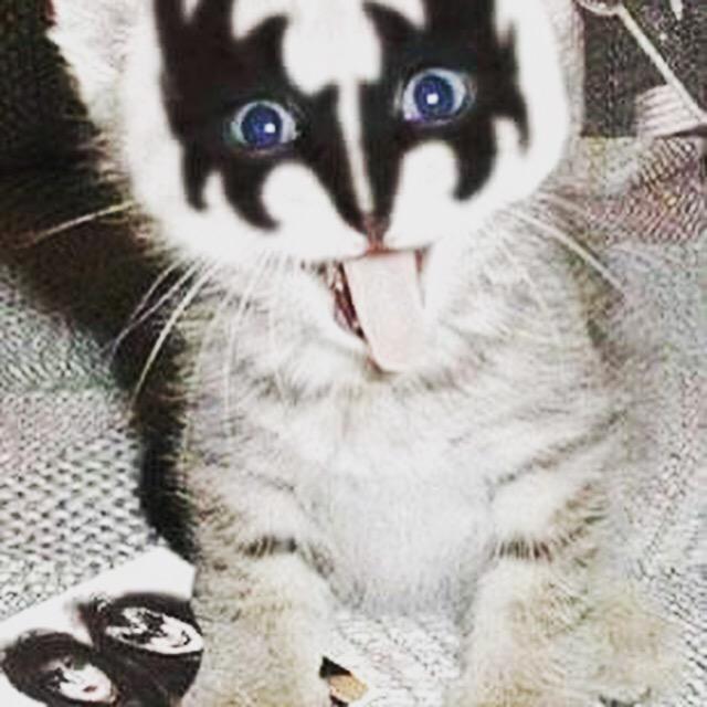 KissCapt's tweet photo. RockStar 🐱😈🐱@KISSKITTY @KISSCapt.Lenny @PaulStanleyLive @tommy_thayer @KISSopolis @KISSOnline http://t.co/ouLmhLJW3l