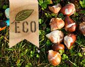 BaltusSales's tweet photo. Nieuw bij Baltus Bloembollen: ECO bollen! Bekijk snel ons assortiment: http://t.co/3sv88R93OO http://t.co/9TERE19O9Q