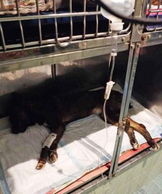 guardiacivil's tweet photo. Si conoces al 💀👺👿 que torturó y lapidó a este cachorro en Bermillo de Sayago #Zamora llama 062
http://t.co/8EIvSmP92S http://t.co/57By3GaLCf