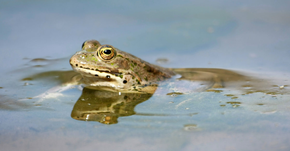 PETAShares's tweet photo. Some πΈ are bred for classroom dissection & never get to feel lily pads beneath their rubbery toes. π #NotExperiments http://t.co/ql7N19lVu1