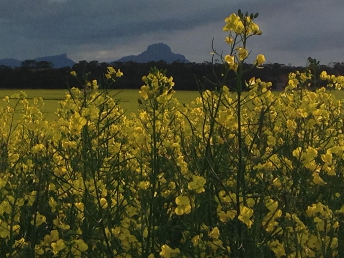 stuart_witham's tweet image. Bonito with #stirlingranges #paddockpride @NuseedAustralia @suv65