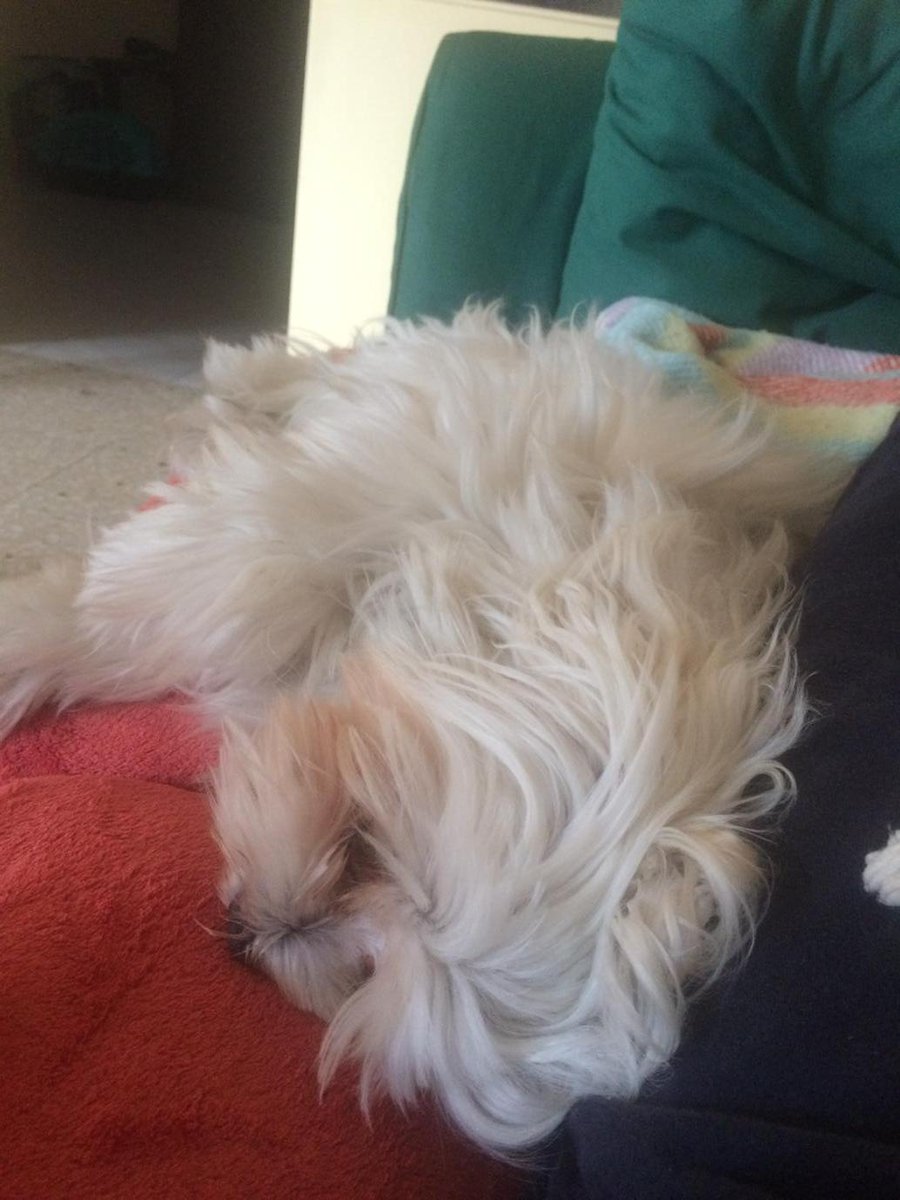 JCovas11's tweet photo. Durmiendo la siesta 😄 http://t.co/lCmQQmFtx1