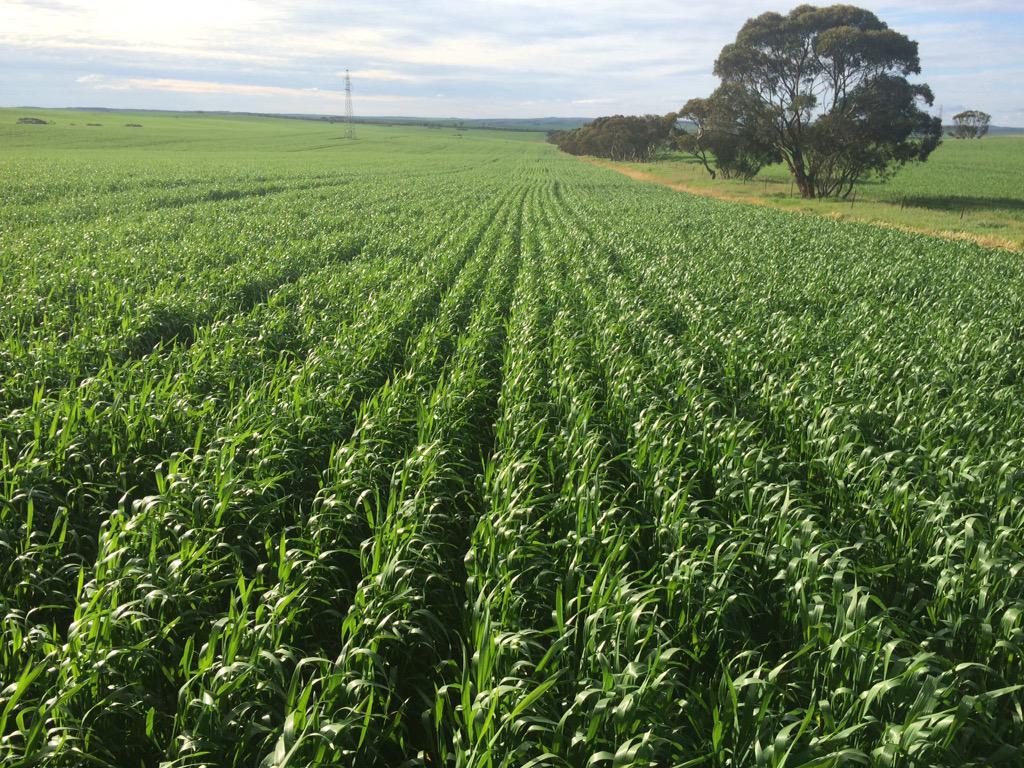 guinnipig's tweet image. #Corack wheat booting. #TweetTheBitsYoureLeastAshamedof #EPag