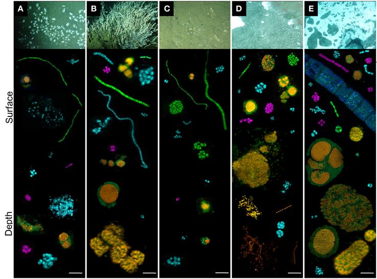 FrontiersIn's tweet image. #MicrobialCommunities assoc w/ benthic faunal assemblages of #SonoraMargin fron.tiers.in/go/9lPjlu in @FrontMarineSci