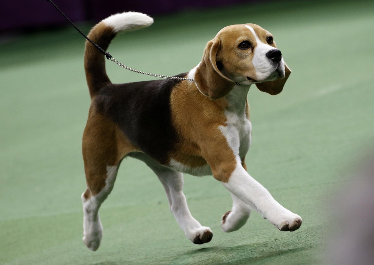 Beagle_World's tweet image. 
