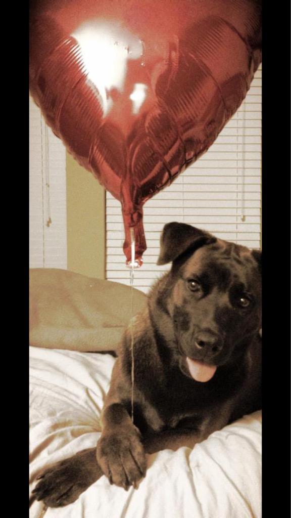 Happy Tuesday!! #inspiredbypets #austinpetm <a href="/PetSmart/">PetSmart</a>