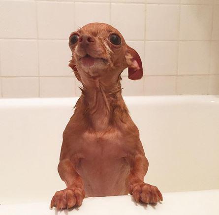 Adopt, don't shop #MakeLifeBetterIn3Words <a href="/PetSmartChariTs/">PetSmart Charities®</a> (IG pic <a href="/Mervinchihuahua/">MervinTheChihuahua™</a>)