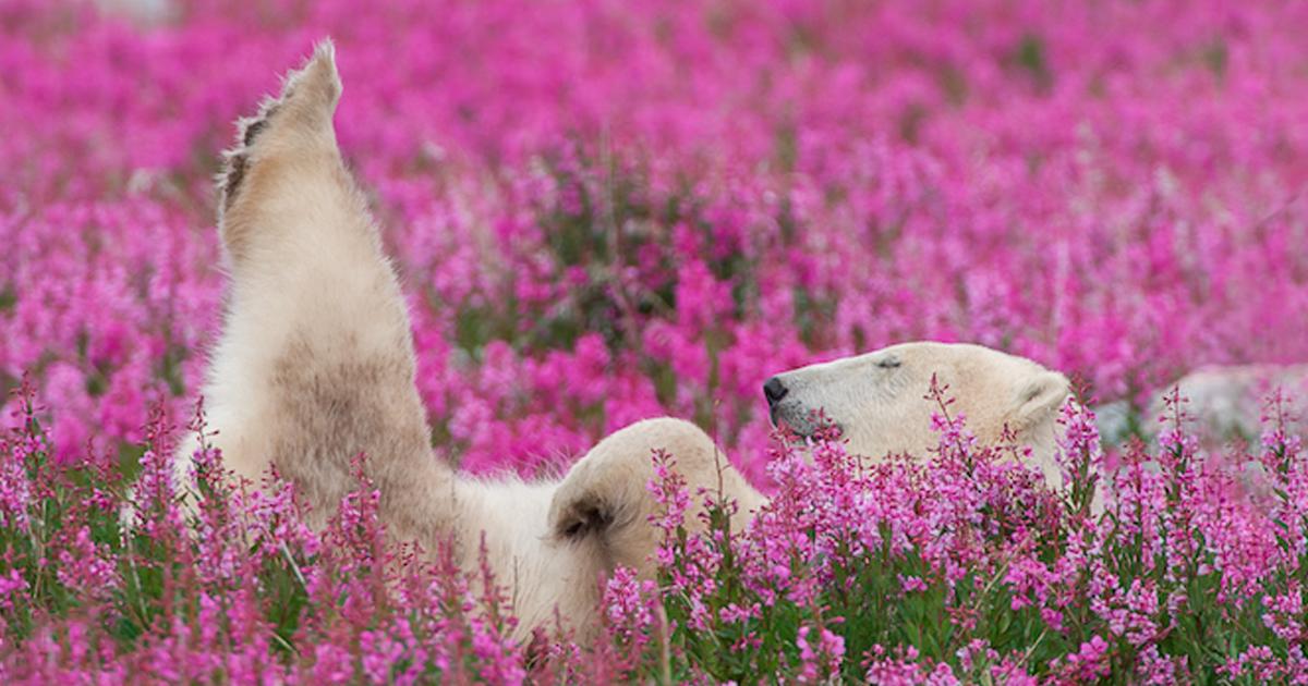 demilked's tweet photo. Photographer documents bears playing in flower fields during summer vacation:
http://t.co/dnz6fC4RWI http://t.co/tyDRRauCOy
