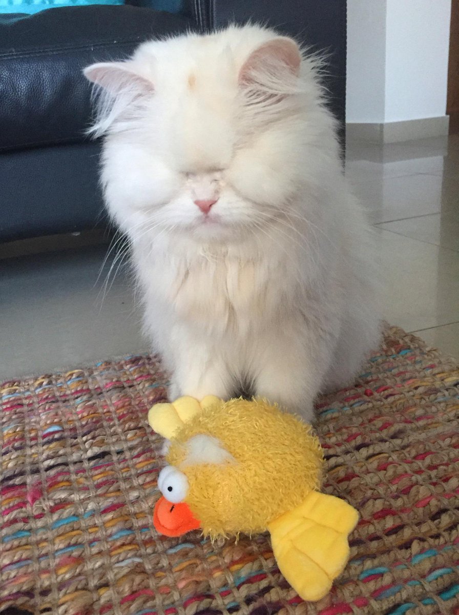 I got my gift from <a href="/PurinaArabia/">Purina Arabia</a>! Woo-hoo, me lovez it. Thank you sooooo much 💗  
Dreaming of being a #Purina cat!