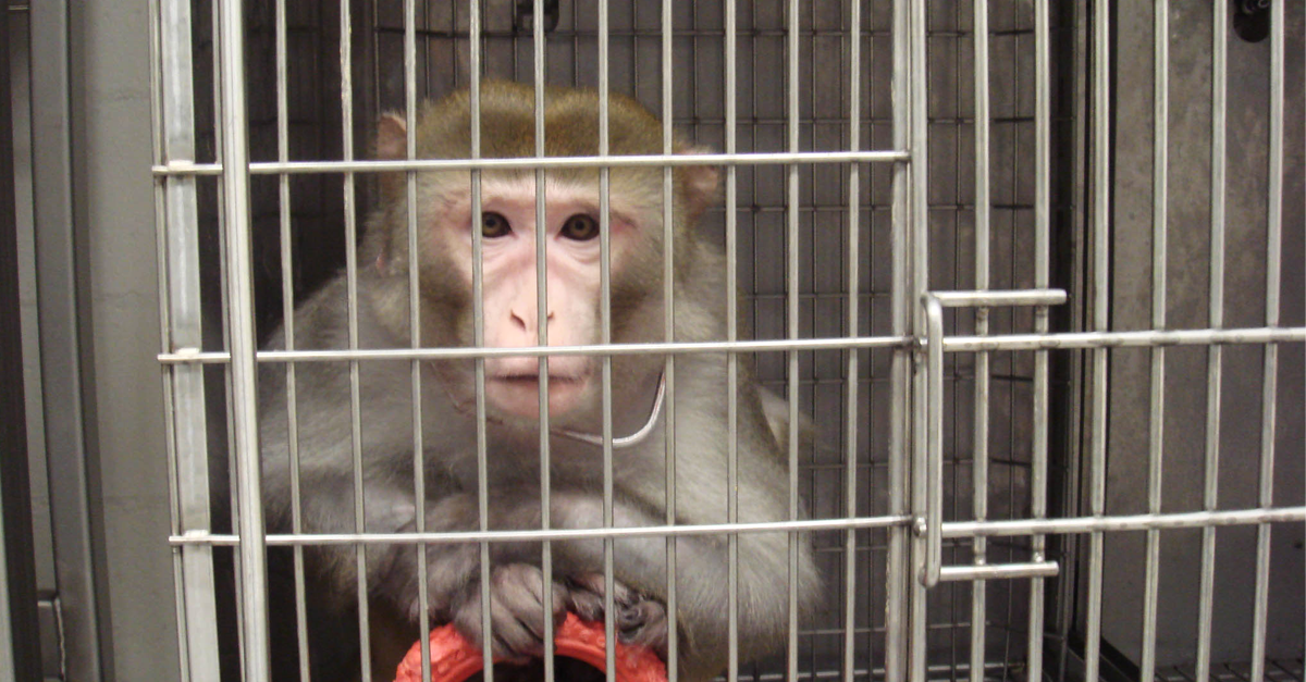 PETAShares's tweet photo. In labs, π are often kept in tiny cages.
π stolen from the wild can only dream of their families.
#NotExperiments http://t.co/EhzvJOvOvV
