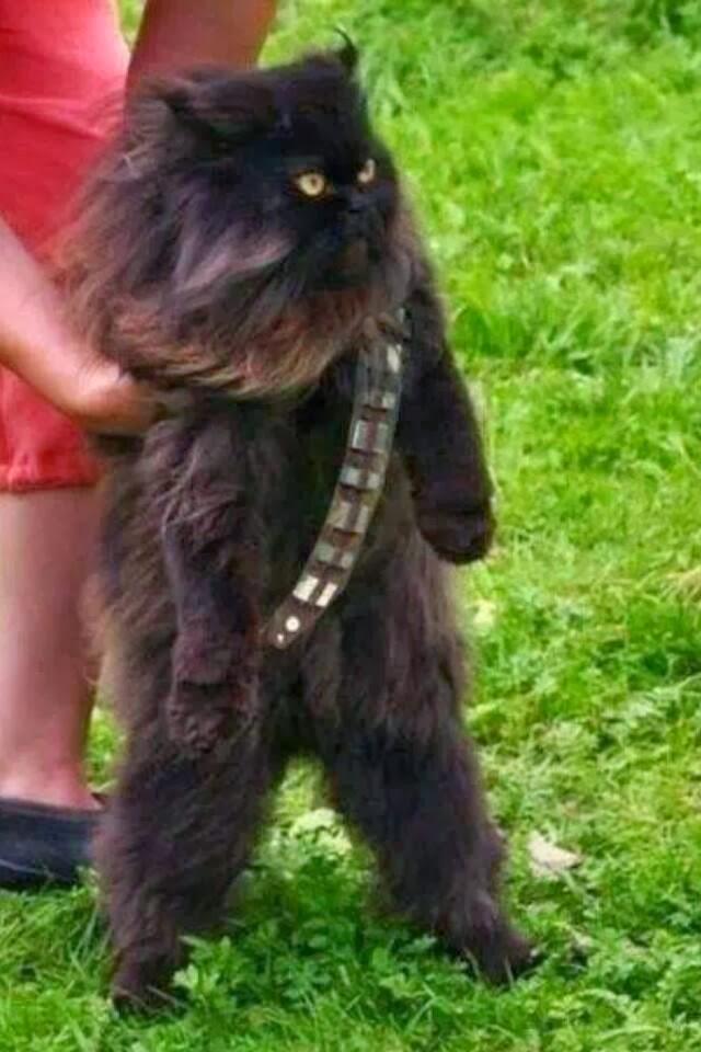 Yoda tweet media