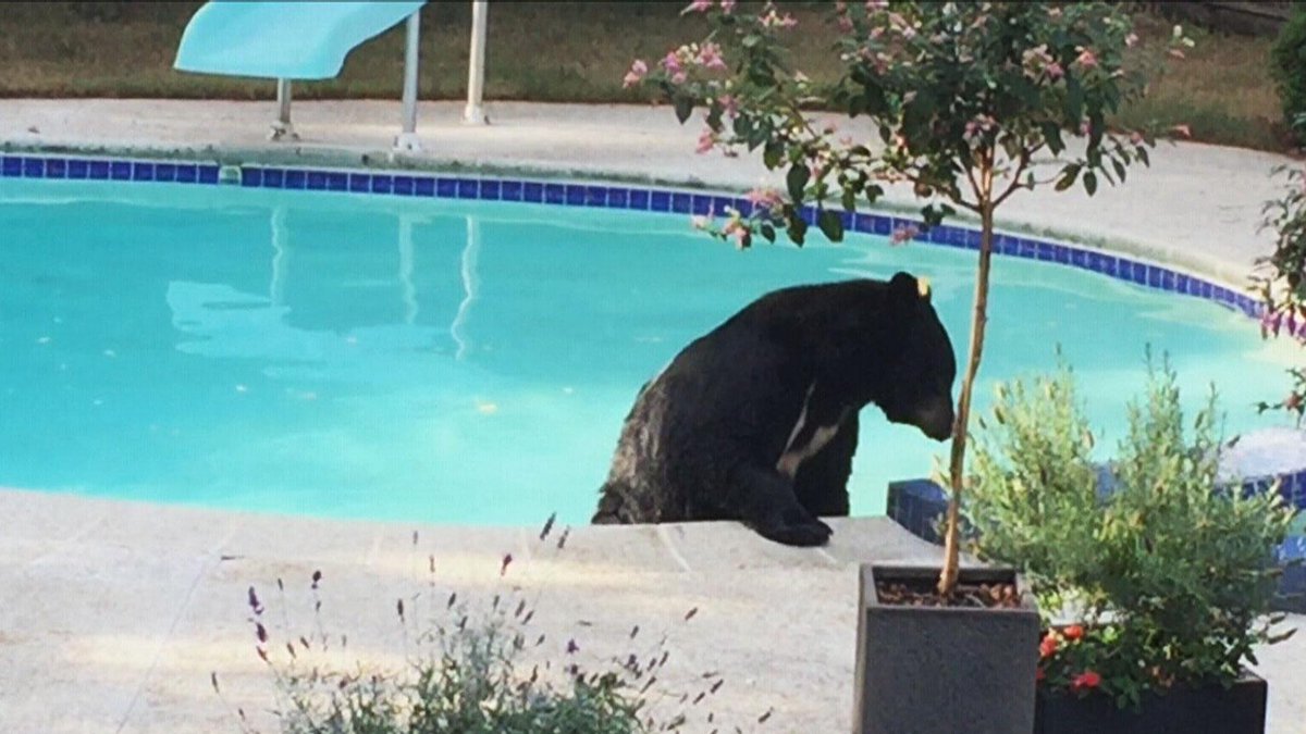 Bear-y close encounter: Bruin cools off in North Vancouver pool  bc.ctvnews.ca/bear-beats-the… <a href="/TurnerTalks/">Alex Turner</a>