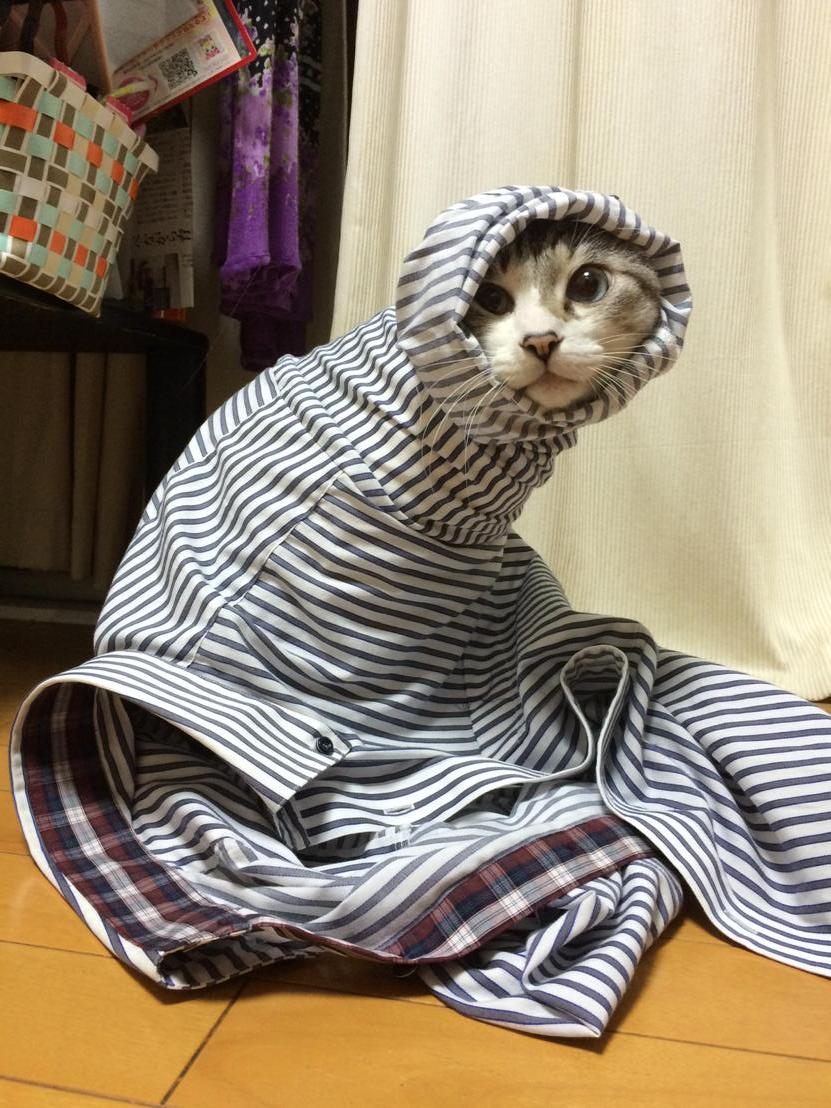 gamsic's tweet image. 脱ぎ捨てたワイシャツからなぞの生物があらわれた