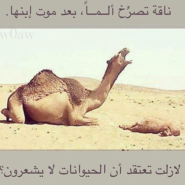 khalidjassem74's tweet photo. حتى الحيوانات تبكي وتتألم لفقدان احبابها
اللهم عوض كل من فقد والديه أو أبن أو أخ أو اخت أو قريب أو صديق برؤيته فالجنه http://t.co/yy2zteIiFu