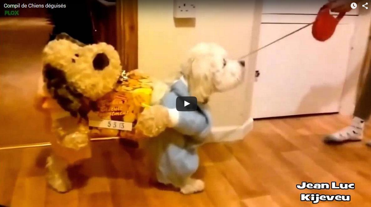 PingViral's tweet photo. Déguisements très originaux pour des chiens -  http://t.co/jfL83COekE http://t.co/v3uZLHHkV3
