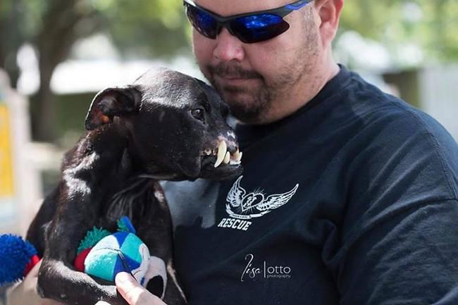 Buzz_Legend's tweet photo. #PitBull #Khalessi Suffered #Extreme Cruelty, But She’s In Loving Hands Now #dogs #rescued
via http://t.co/YHktIX2cRe http://t.co/WBJQL25q5X