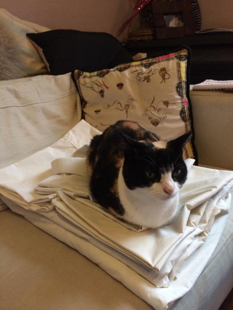 WillyEteson's tweet photo. Big thanks to @TheHackneyVet who traced "Eddie" back to her owners. "Rosa" returns home safe after her holiday! http://t.co/wkGZ7tQrCj