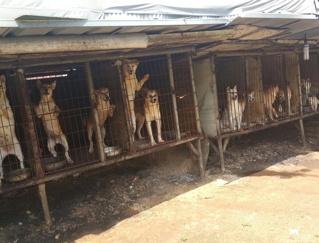 awkward1110's tweet photo. PHOTOS TO UNDERSTAND HOW "MEAT DOGS" LIVE THEIR ENTIRE LIFE ON  "FARMS" #StopKoreanCruelty https://t.co/9Jk8Jfblv0 https://t.co/YJKdsdWFm4