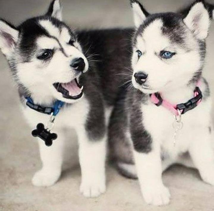 melasuda33's tweet photo. #SoloHuskyES 🐕 http://t.co/gxNKfxqV02