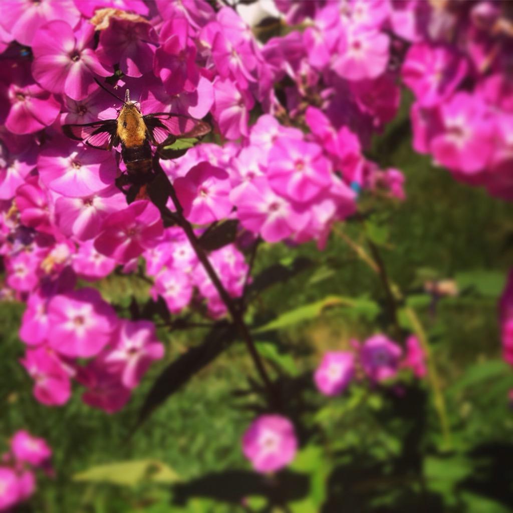 redzillart's tweet photo. I really love #hummingbirdmoths http://t.co/AAYjSeRgdO