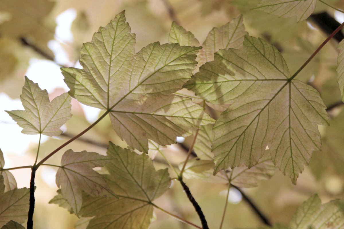 dtdchange's tweet photo. Artificial photosynthesis could power homes in a few years
http://t.co/lX5ddaqFk1 #renewables #solar http://t.co/iv4LkQbTiD