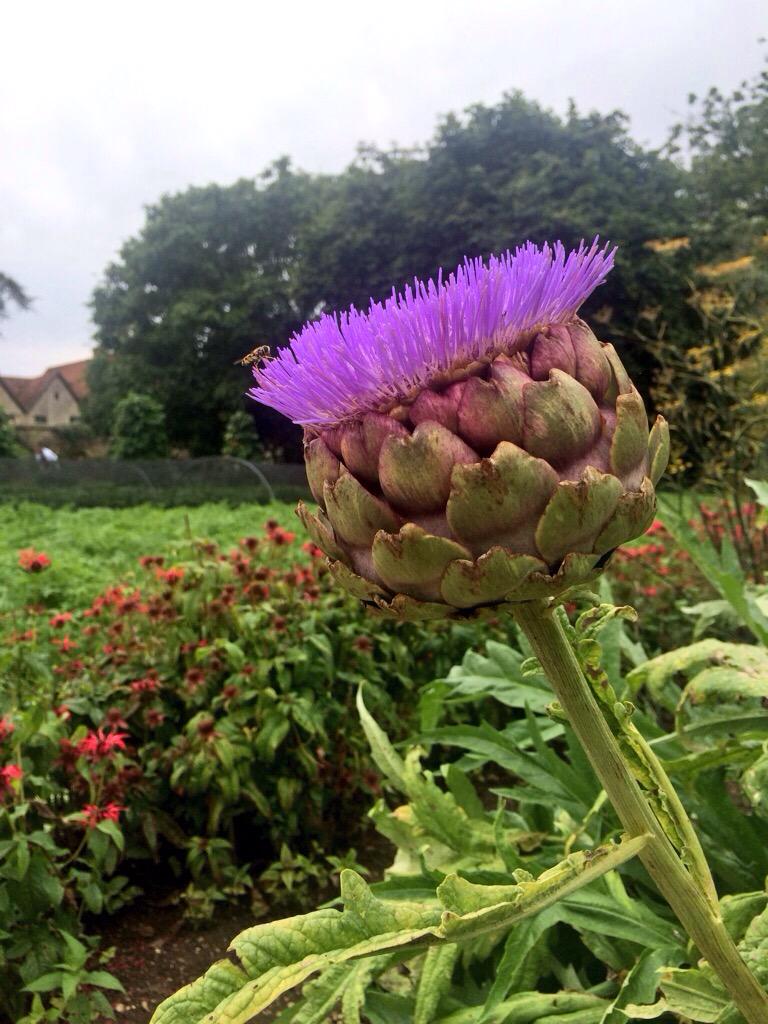 lemanoir's tweet photo. A frequent garden visitor taking an up-close look at the artichokes. #BelmondPostcards http://t.co/RAwFBQLUHH