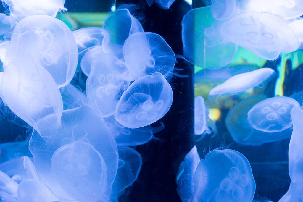 xSilverHalidex's tweet photo. #aquarium #jellyfish #summer #photofight #くらげ http://t.co/ACHG58e9LS