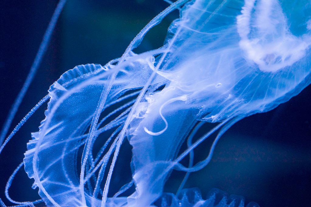 xSilverHalidex's tweet photo. #aquarium #jellyfish #summer #photofight #くらげ http://t.co/ACHG58e9LS
