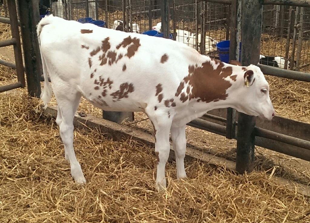 ortongrange's tweet photo. @ortongrange Kingboy Fools Red, Genomics back this morning GTPI 2253 Type 2.99 ๐๐๐ฎ @cogentbreeding #variantred http://t.co/F6Ccn1J9hs