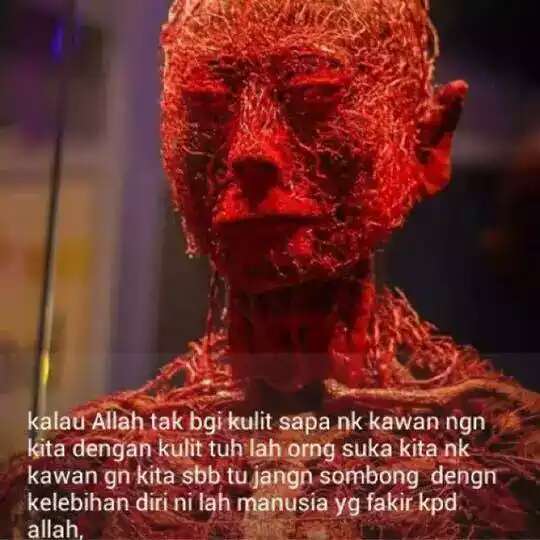mohdalifimran_'s tweet photo. Ini salur darah kita 😊 sapa kita jika tiada kulit? http://t.co/Gq7vIyZhyL