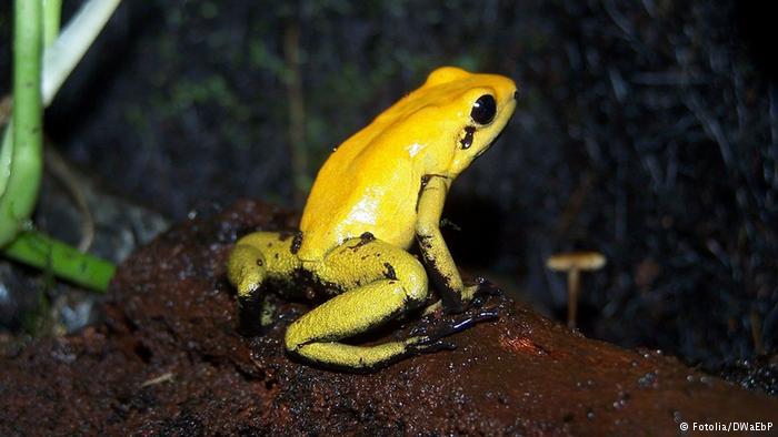 Kuning katak warna √ Arti