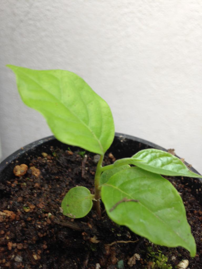 りい りいのすけ イランイランの苗 10粒の種から一粒だけ芽が出ました 嬉しいなあ 冬を越してくれるといいな 植物 イランイラン トロピカルプランツ Http T Co 8bucgy3ezb りい りいのすけ イランイランの苗 10粒の種から一粒だけ芽が出ました 嬉しいなあ 冬を越してくれるといいな 植物 イランイラン トロピカルプランツ Http T Co 8bucgy3ezb