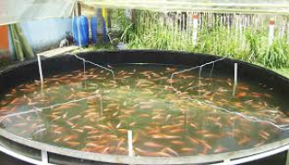Floryalba's tweet photo. Desarrollarán talleres para criar tilapia y macroalgas. http://t.co/XLyzY33pgu http://t.co/ZhXdOH5jsb