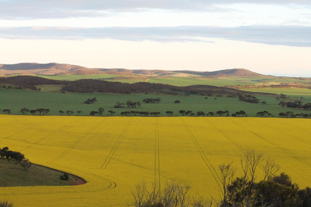 John83Turnbull's tweet image. #paddockpride #nufarm #stingray #ineedadrone #epag