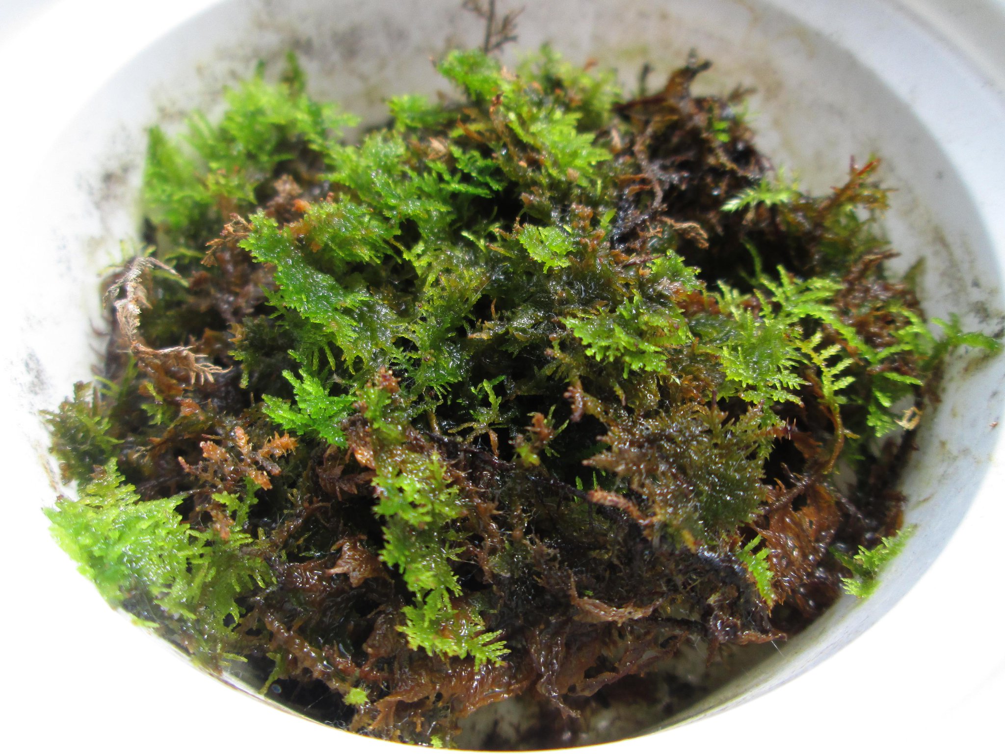 苔人間 シノブゴケ 忍苔 Thuidiaceae の栽培に挑戦 匍匐性の苔も楽しいです Http T Co Otnpsm59zx