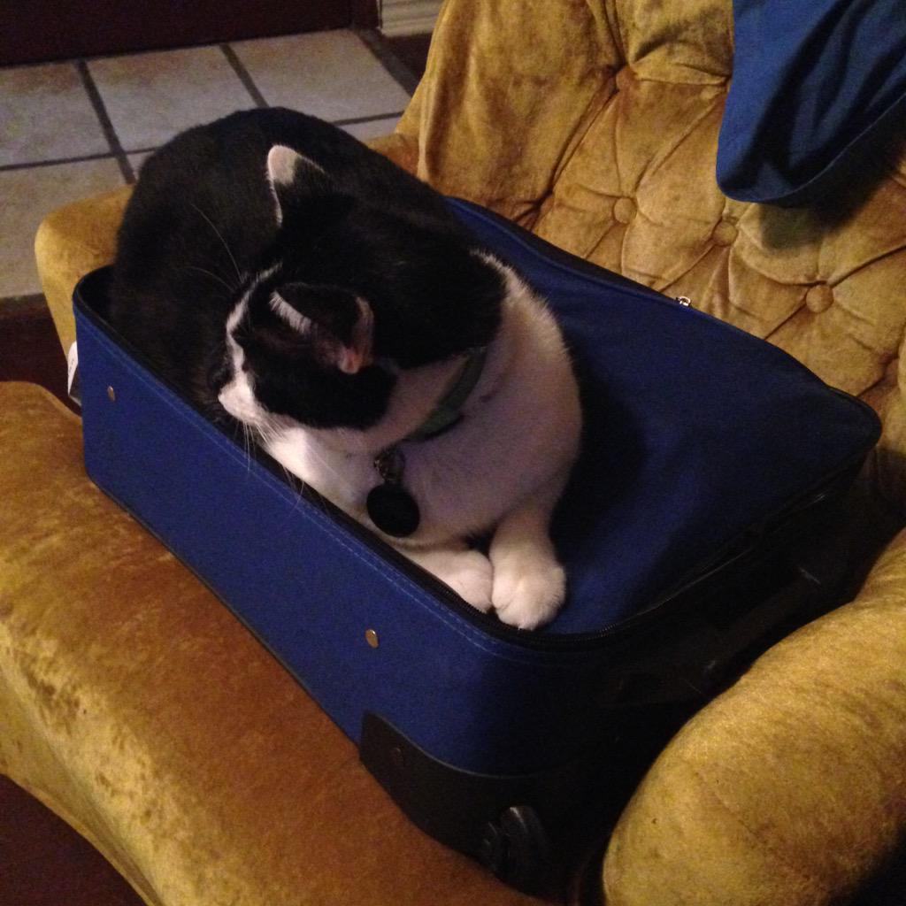 nabooCATT's tweet photo. My humans returned. Maybe I've I don't get up they can never leave me again.... #youshallnottravel http://t.co/2vonIt3OJS