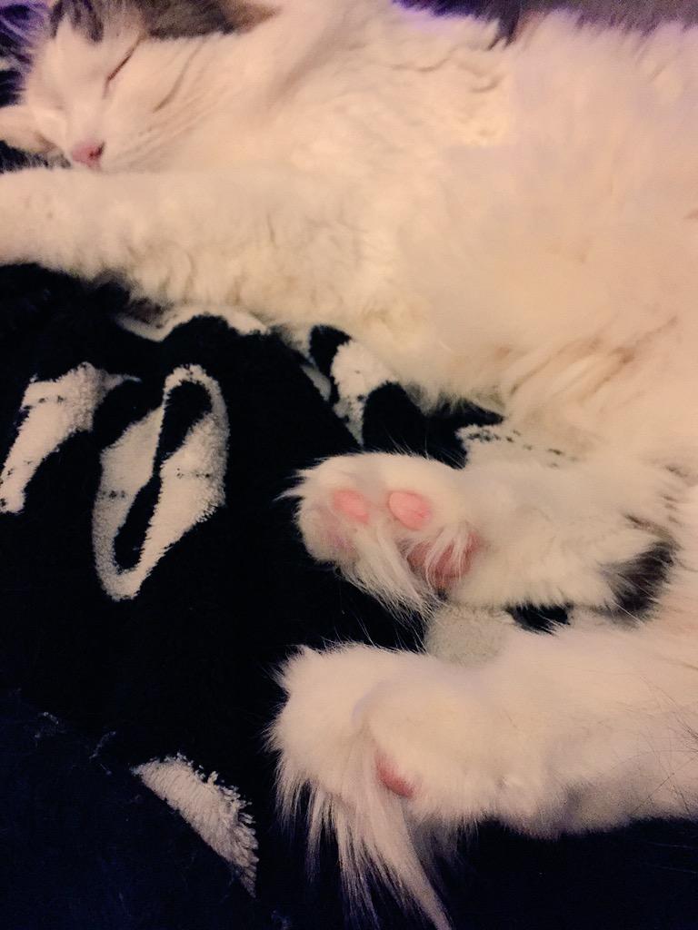 Curly_Eared_Cat's tweet photo. I love posting for #TOESday πΉ #toetufts #CatsOfTwitter #fluffycat #cats @hugo4de http://t.co/Lq4UNjIObH