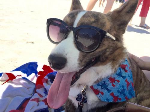 haywardsnl's tweet photo. It's a hot one out there today! I wonder if Buddy would enjoy a day at the beach? http://t.co/rwvLXMZHZe #nlwx http://t.co/qk9aipEyOR