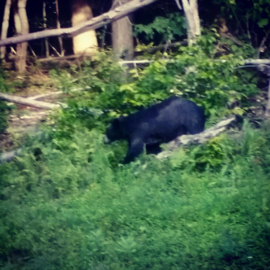ParadigmTeam_1's tweet photo. Jeff's Maine black bear hunt airs this afternoon! Check back for a link to watch! http://t.co/eANV5WJffr