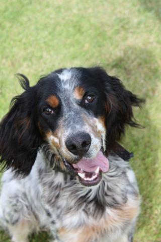 Alerte Animaux Perdu Auf Twitter Perdu Chien Tricolore